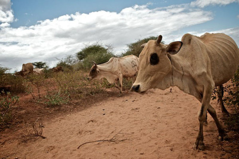 図20.13 | 放牧地が少なすぎると牛が飢えます。(Credit: newbeatphoto/flickr)